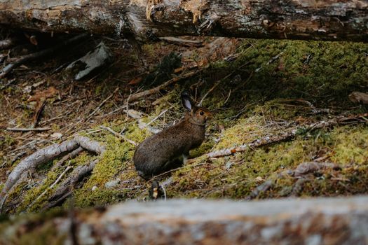 Captivating image of a wild hare in a serene, moss-covered forest landscape.