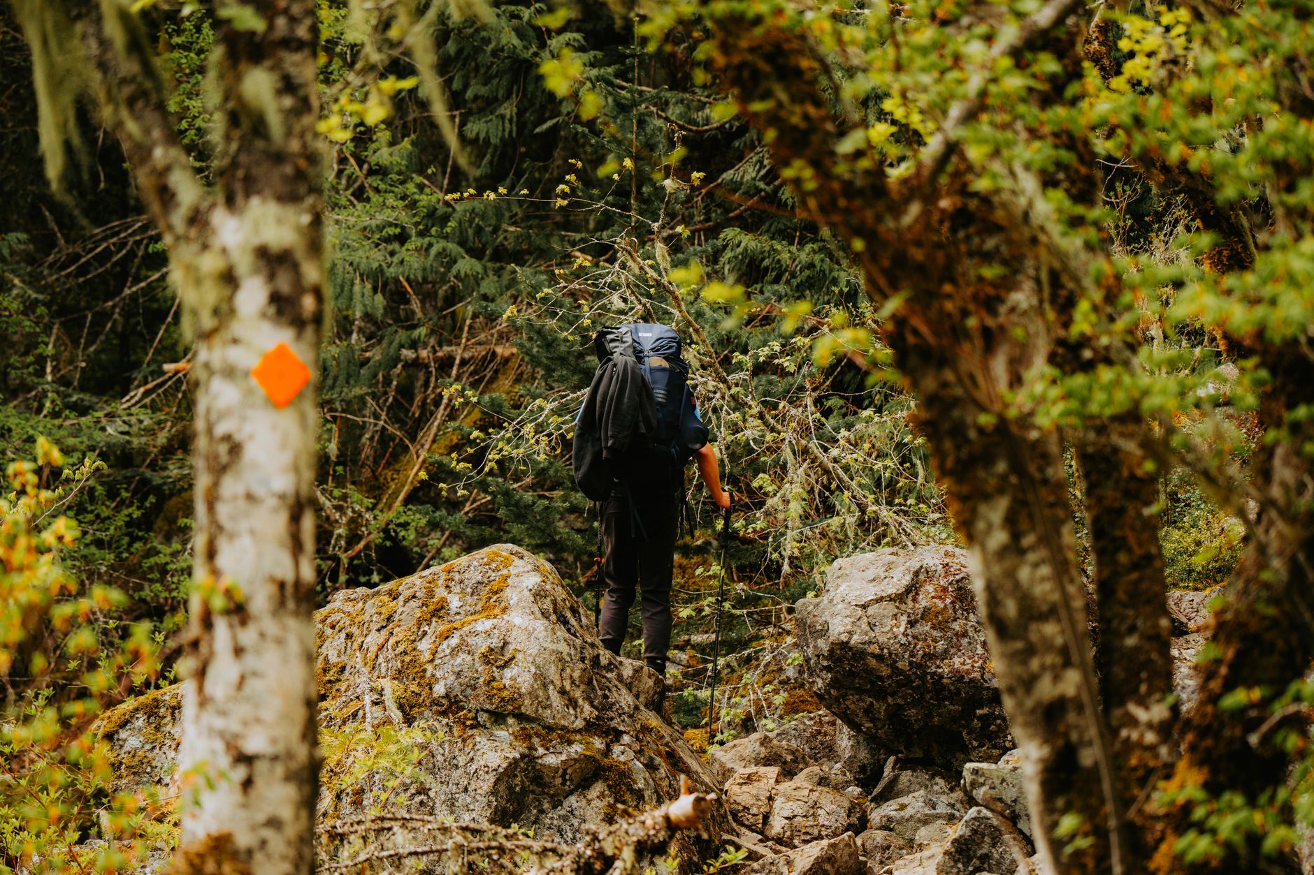 hiker trail forest undergrowth