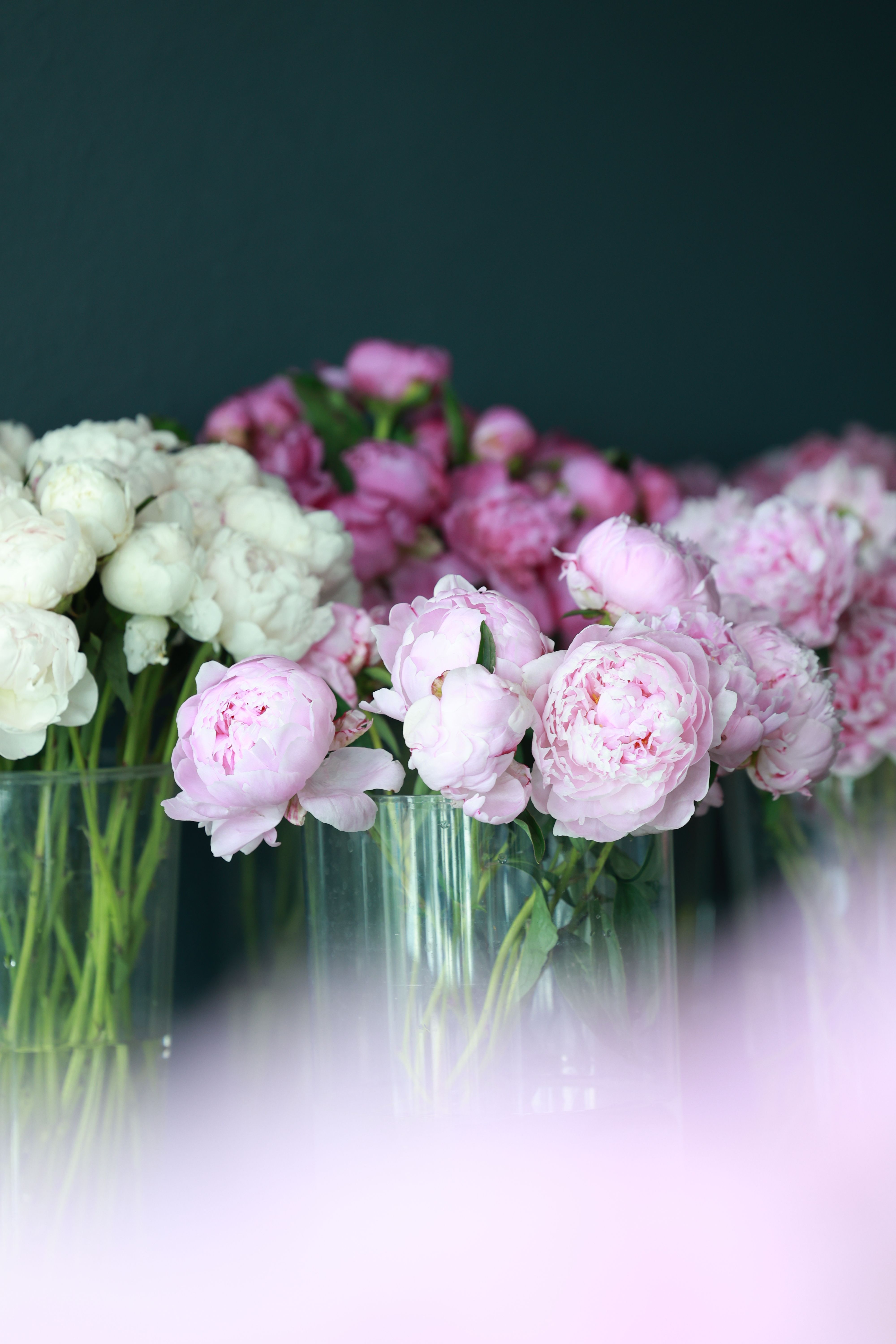 Beautiful Arrangement of Pink and White Peonies · Free Stock Photo