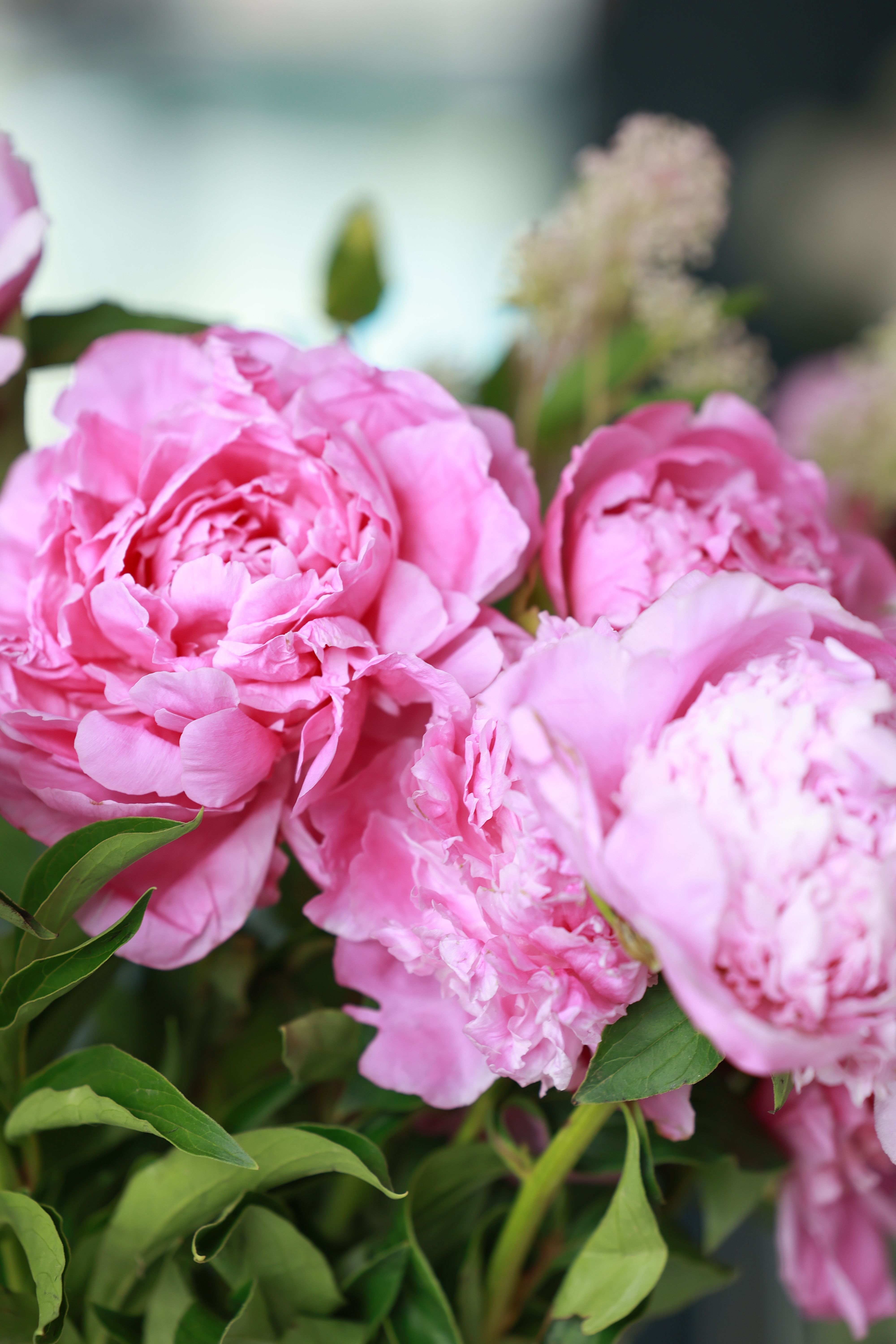 Fresh peonies in bloom