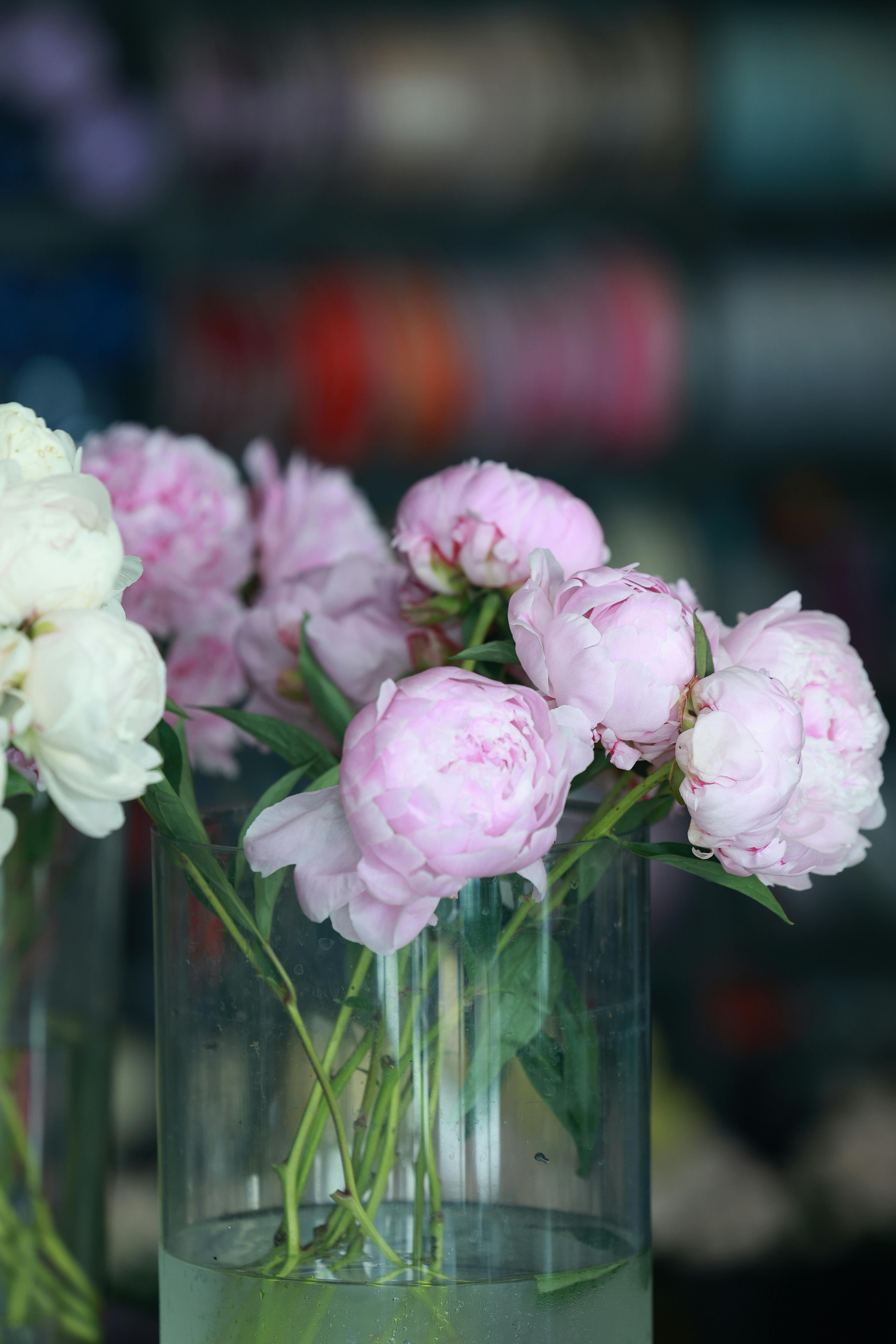 [ColoSach]-a-beautiful-close-up-of-fresh-pink-peonies-in-a-glass-vase.-ideal-for-floral-decor.