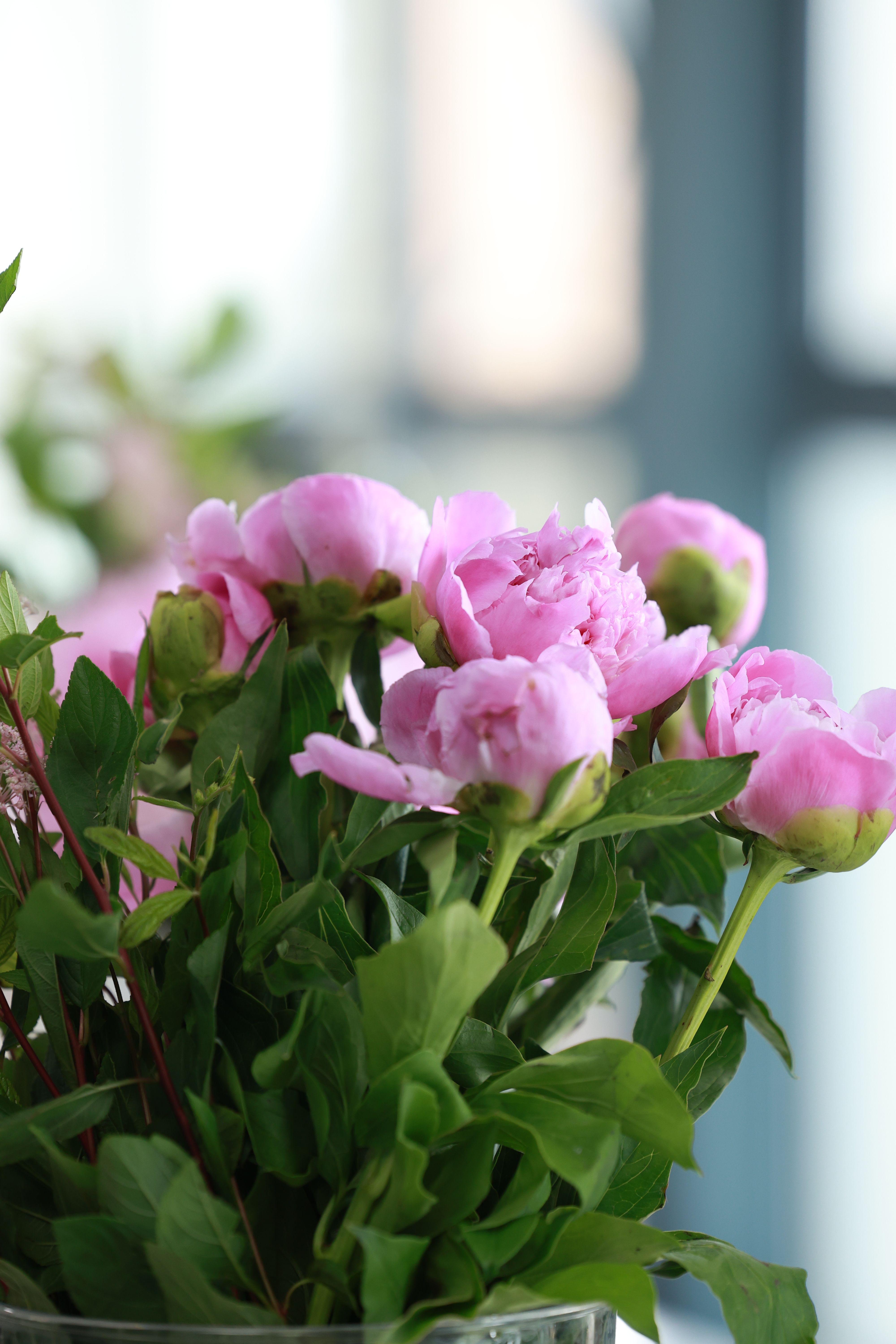 [ColoSach]-a-close-up-of-blooming-pink-peonies-arranged-in-a-glass-vase-with-a-soft,-natural-background.
