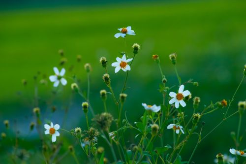 Free White wild daisies blooming in a vibrant green field in rural Việt Nam, showcasing natural beauty. Stock Photo