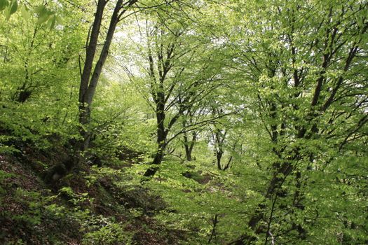 foresta