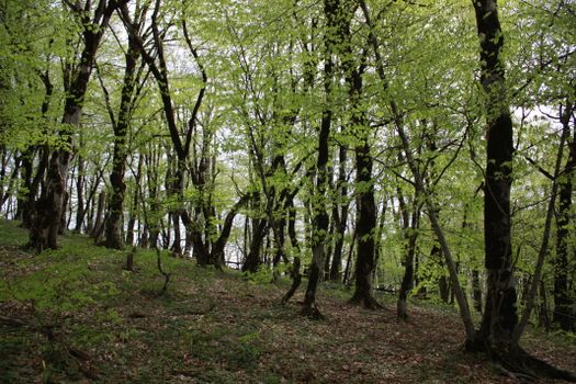 Discover the serenity of a lush green forest with vibrant spring foliage.