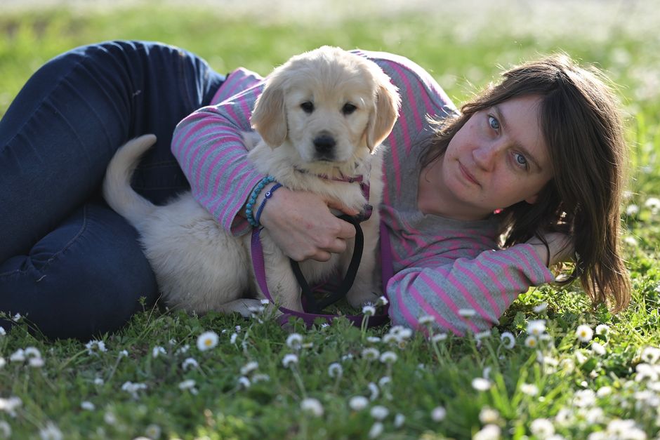 Golden Retriever Puppies for Rehoming in Owen Sound