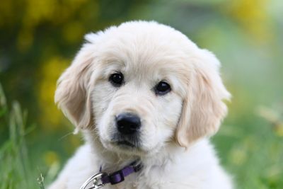 Buddy