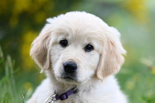 Free Charming golden retriever puppy with a purple collar sitting in vibrant outdoor greenery. Stock Photo