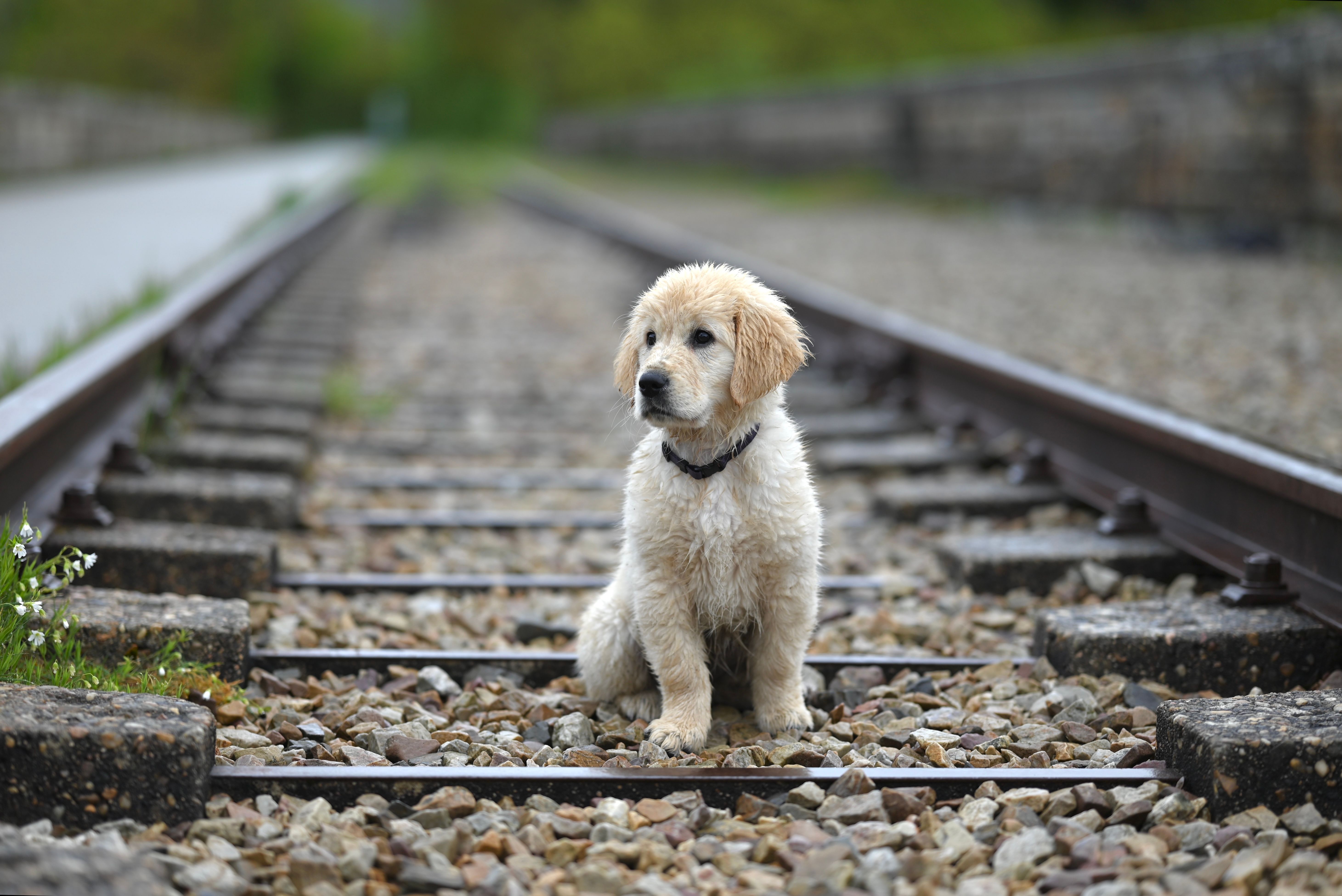Dog Breed Photos, Download The BEST Free Dog Breed Stock Photos & HD Images
