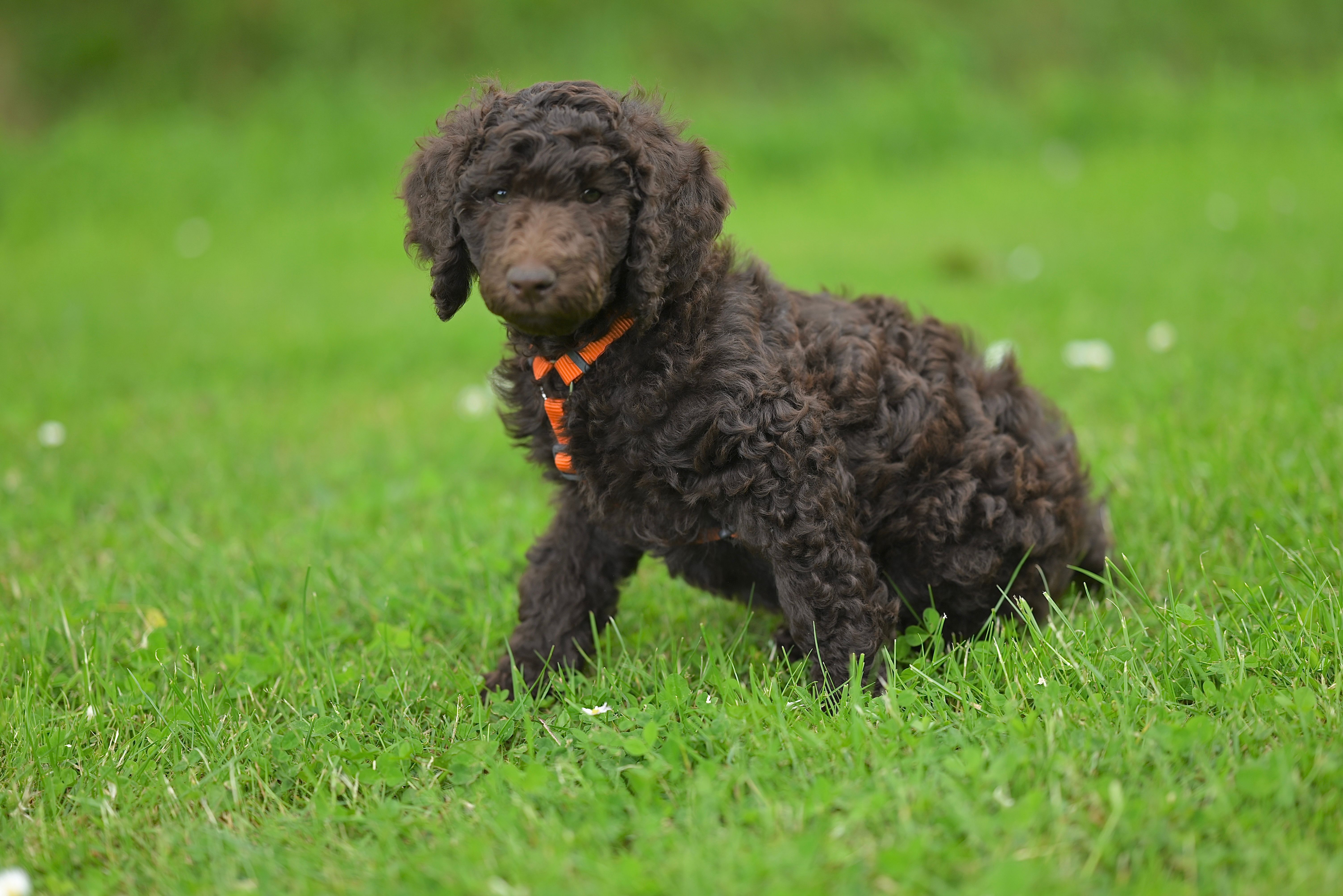 Adorable Brown Puppy Sitting on Green Grass · Free Stock Photo