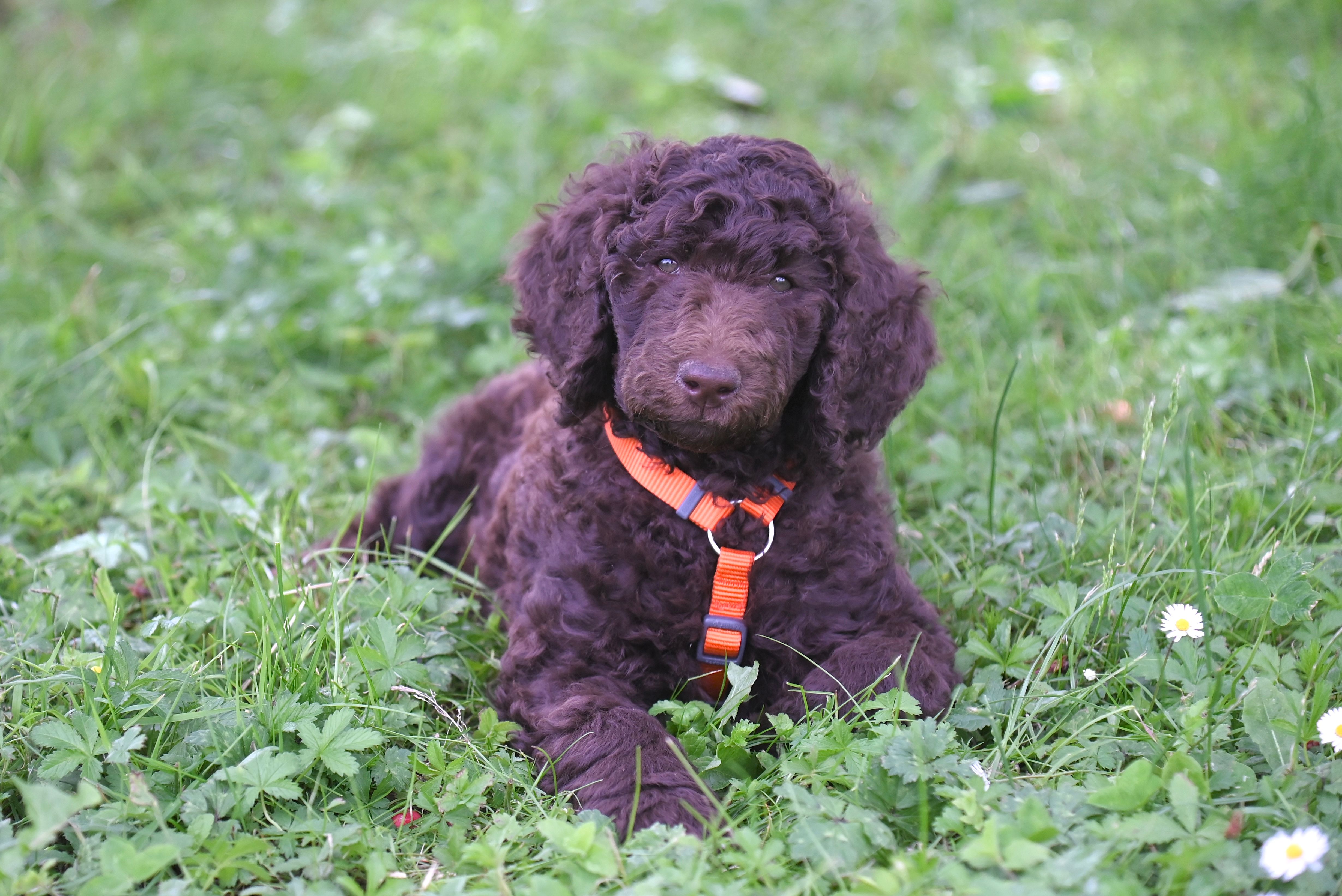 Adorable Poodle Puppy Relaxing on Green Grass Lawn · Free Stock Photo