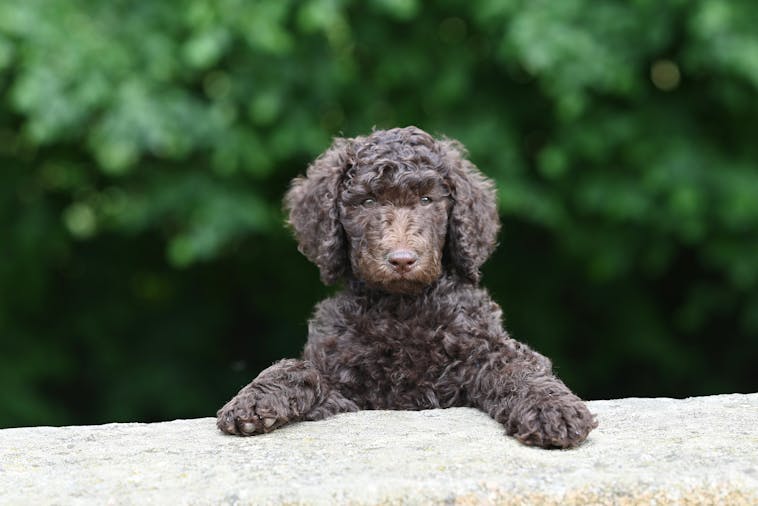 Charming curly-coated brown puppy posing on a wall outdoors with lush green background.