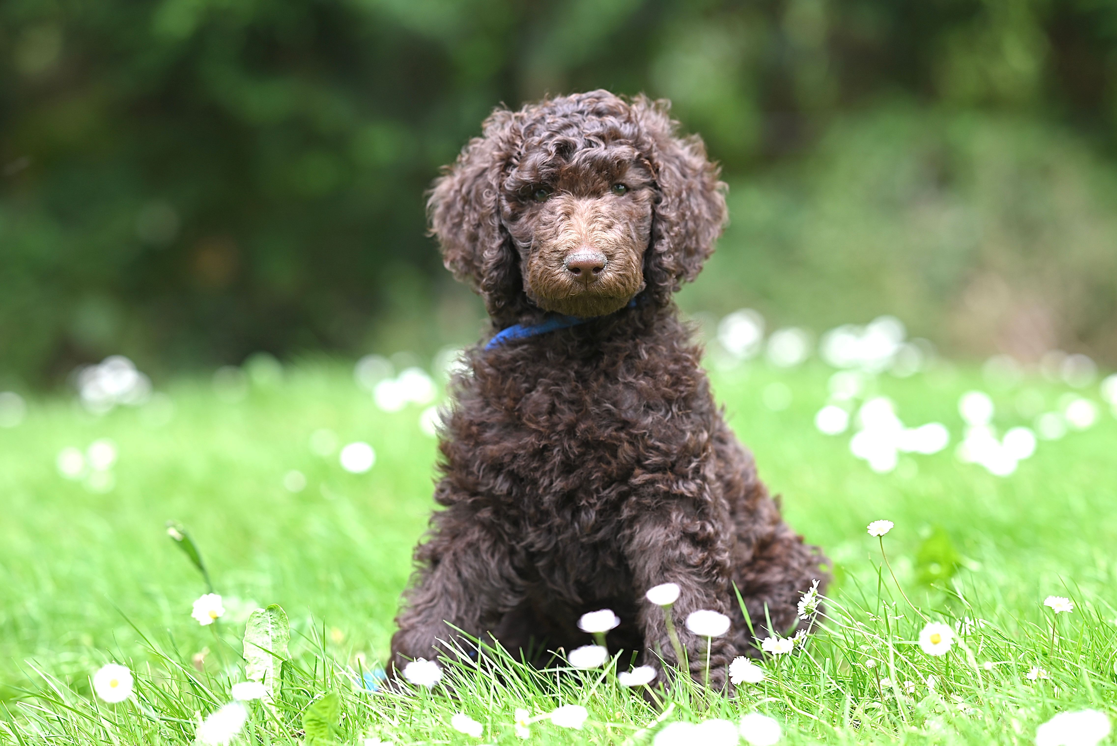 Curly Brown Poodle Puppy Sitting in Grass · Free Stock Photo