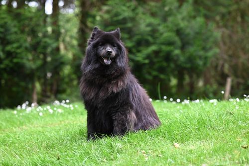 Free A beautiful black Chow Chow dog sits in a verdant field surrounded by nature, exuding elegance. Stock Photo