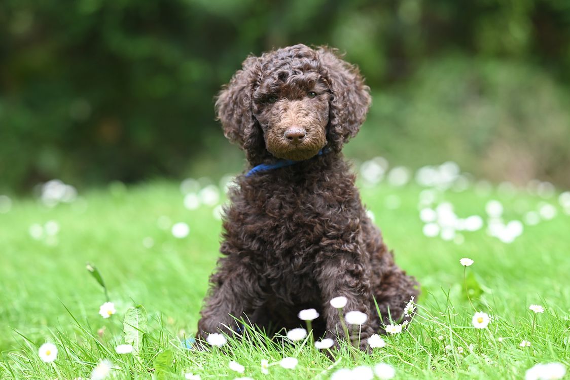 Adorable Brown Poodle Puppy on Green Grass · Free Stock Photo