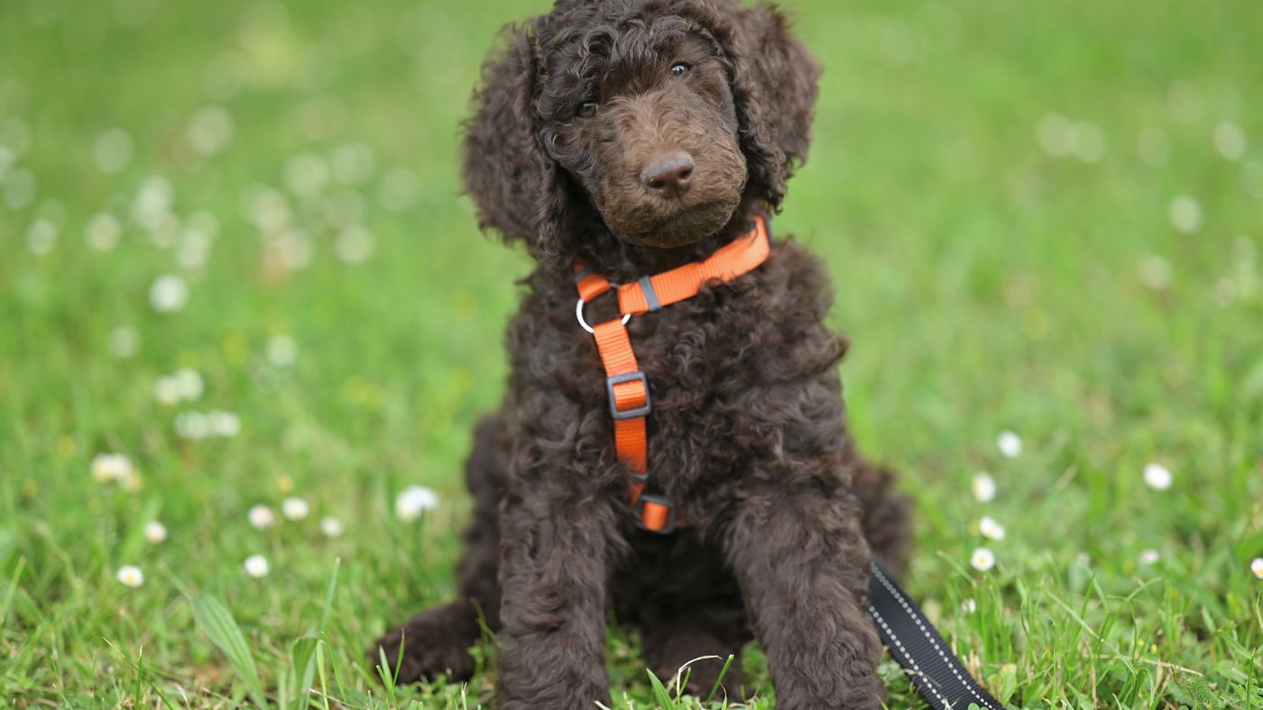 Schoodle: Giant Schnauzer-Poodle Mix — An Honest Look