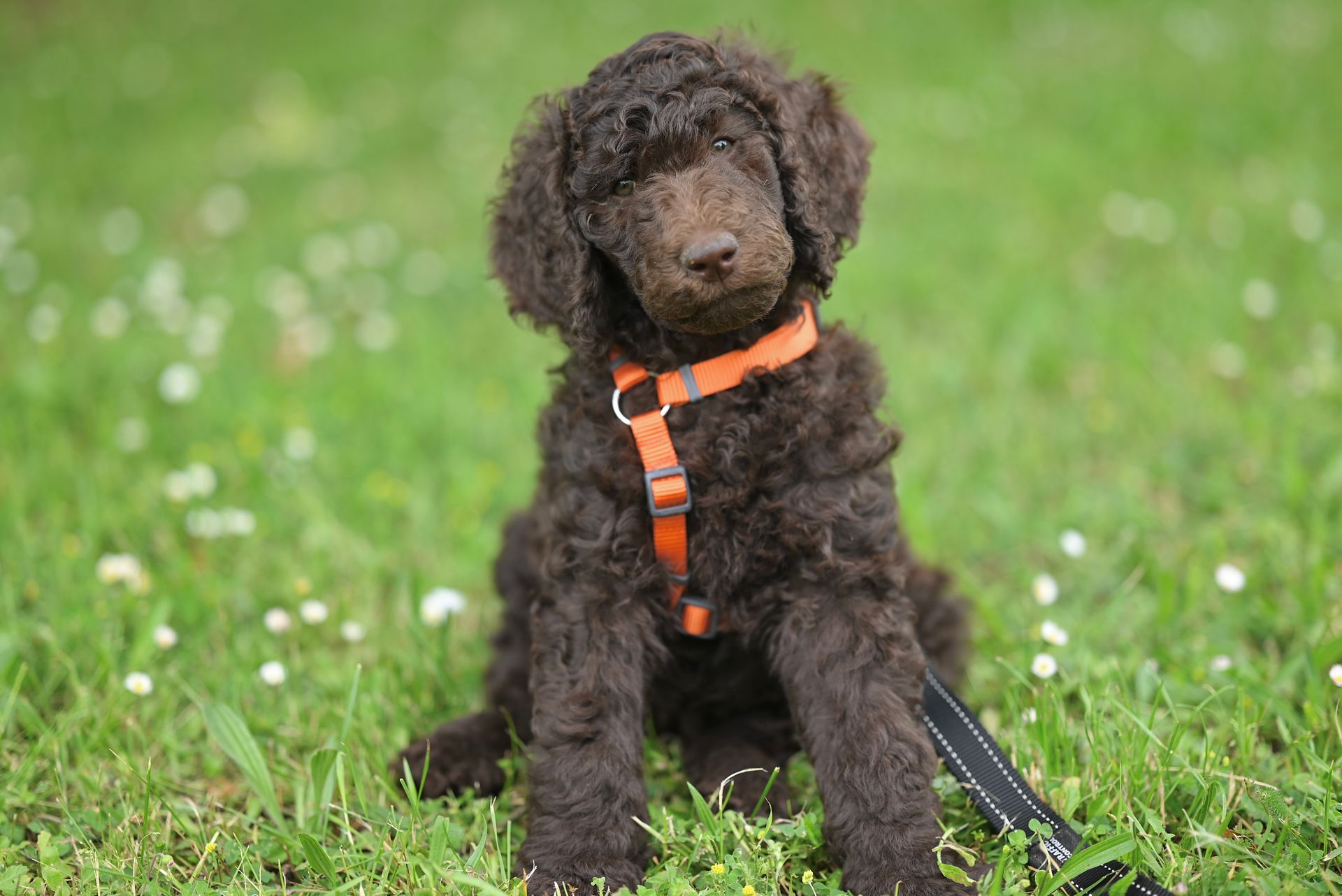 Charming brown Labradoodle puppy with orange harness sitting on green grass, perfect for pet lovers.