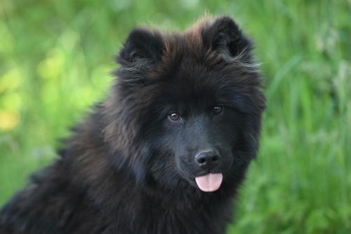 Free Adorable black Chow Chow puppy with fluffy fur posing in vibrant green grass. Stock Photo