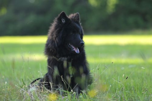 Free A black shepherd dog resting in a sunny green meadow, exuding calm and nature's beauty. Stock Photo