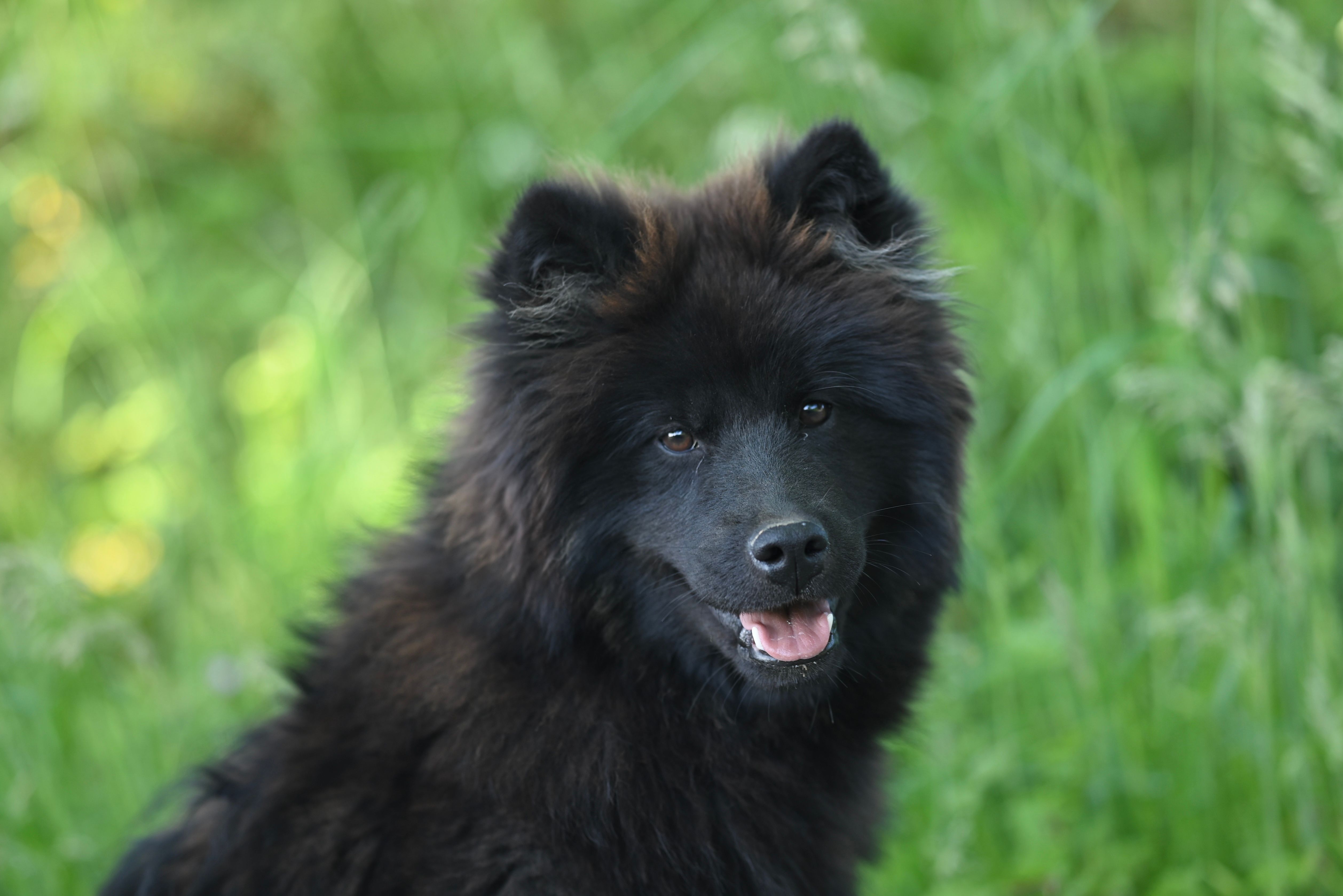 Dog dental care and examination