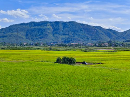 Free Expansive rice fields stretch towards lush mountains under a clear blue sky. Stock Photo