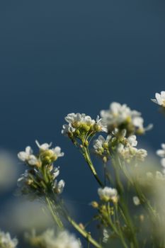 Close-up of white flowers with green stems set against a serene blue background.