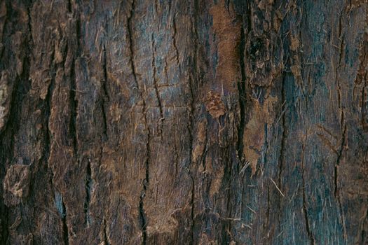 An intricate view of tree bark showcasing natural textures and earthy tones, perfect for design backgrounds.