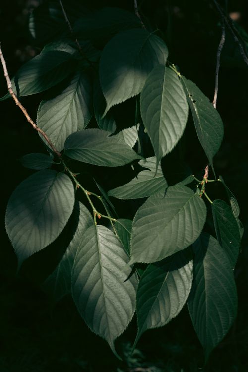 Free Close-up of green leaves with shadows, creating a natural pattern. Perfect for nature-themed designs. Stock Photo
