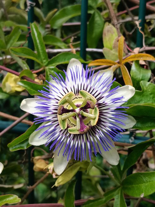 Free Detailed close-up of a vibrant purple passion flower surrounded by green foliage. Stock Photo