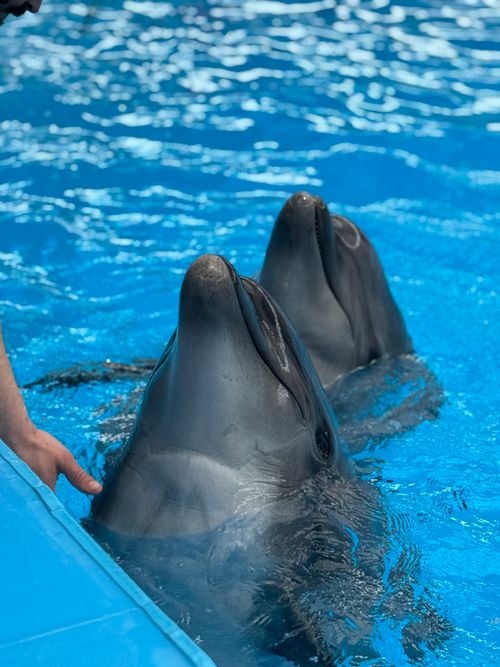 Free Two dolphins playfully emerge from the water near a trainer's hand in a bright blue pool. Stock Photo
