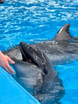 Dolphin playfully interacts with human at a pool. Captivating marine life encounter.