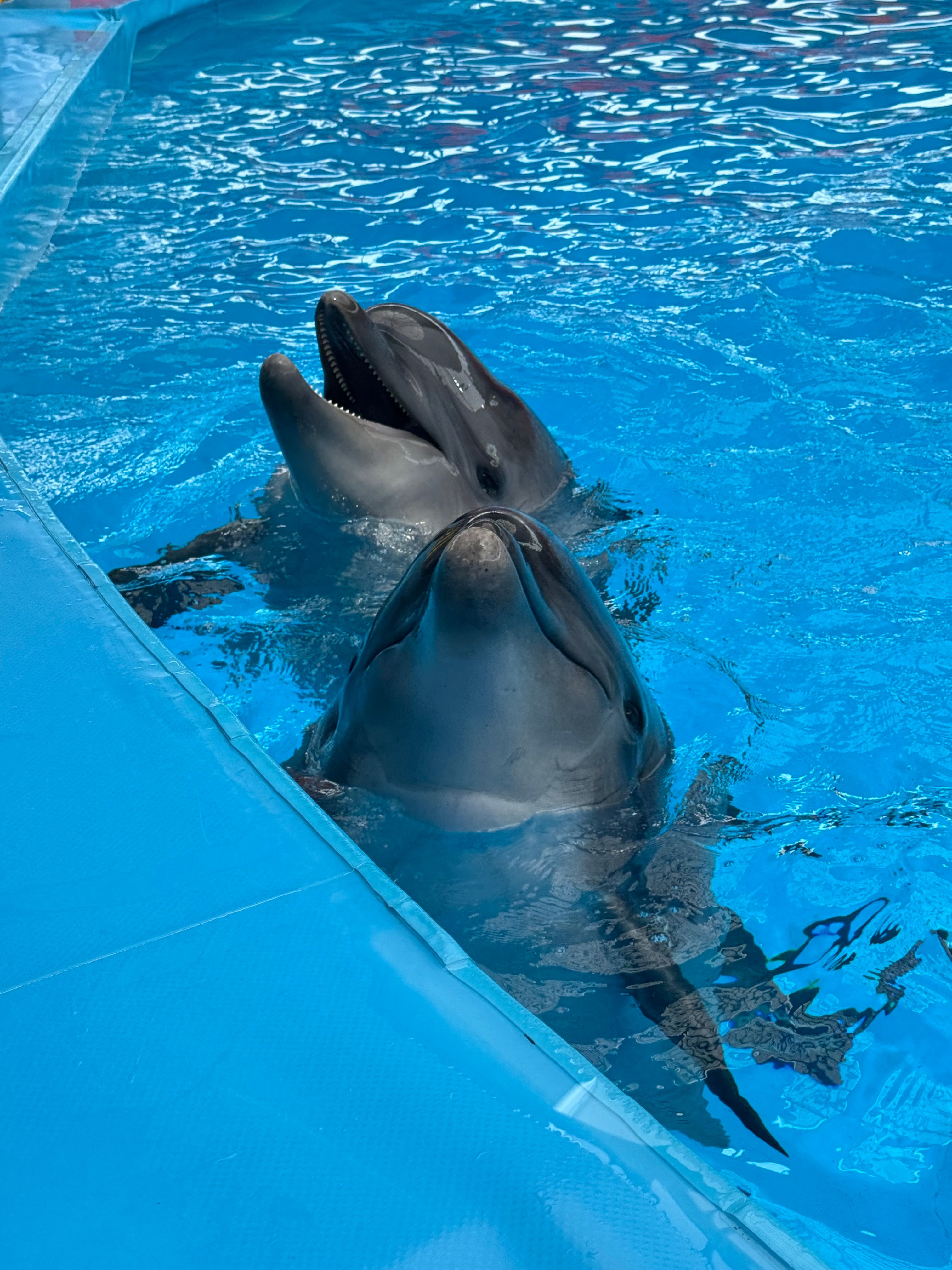 Mexico Bans Dolphin Shows Yet Dolphins Still Reside in Pools