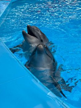Two dolphins joyfully swim in a bright blue pool at an aquarium, showcasing marine life beauty.