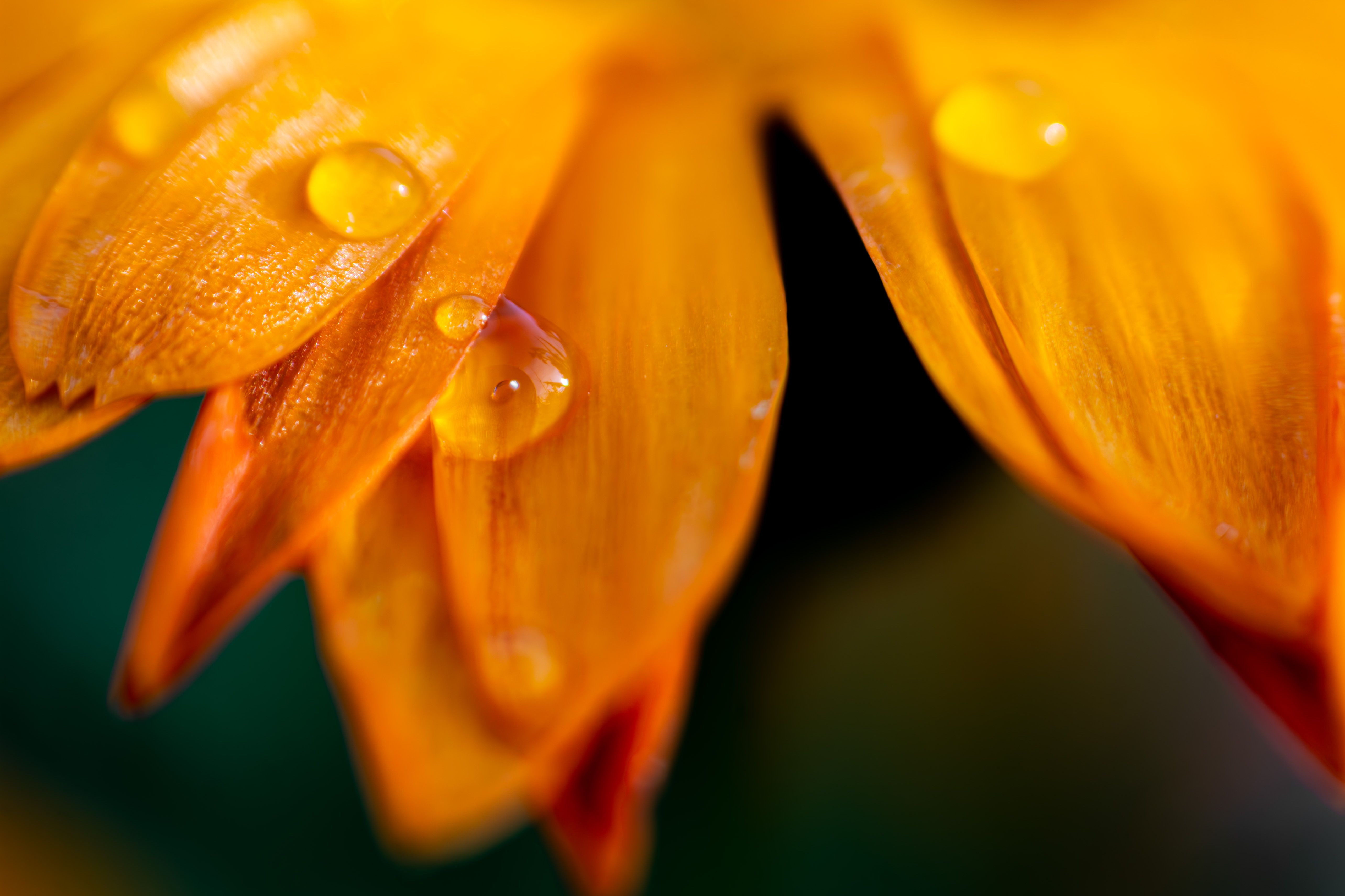 Vibrant Orange Flower Petals with Water Droplets · Free Stock Photo