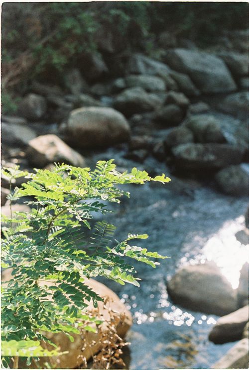 Free Sunlit leaves by a tranquil river with smooth rocks surrounding the flowing water. Stock Photo