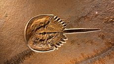 Detailed photography of a horseshoe crab fossil on display in Munich, Germany.