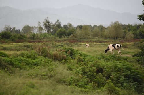 Free cow in the nature 🐄 Stock Photo