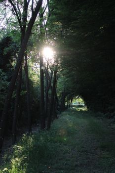 Sunlight beams through lush trees along a serene forest path in Milano, Italy.