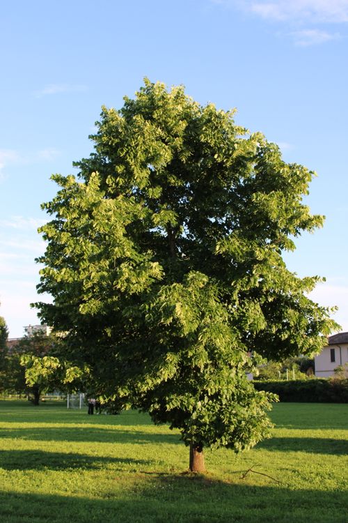 Free A vibrant green tree bathed in sunlight in a park in Milano, Italy. Stock Photo