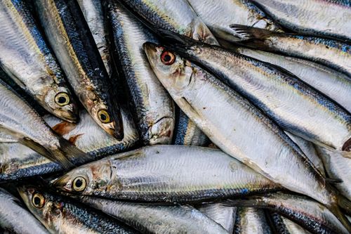Free Close-up of a pile of fresh fish at a Chennai market, showcasing vibrant textures and details. Stock Photo