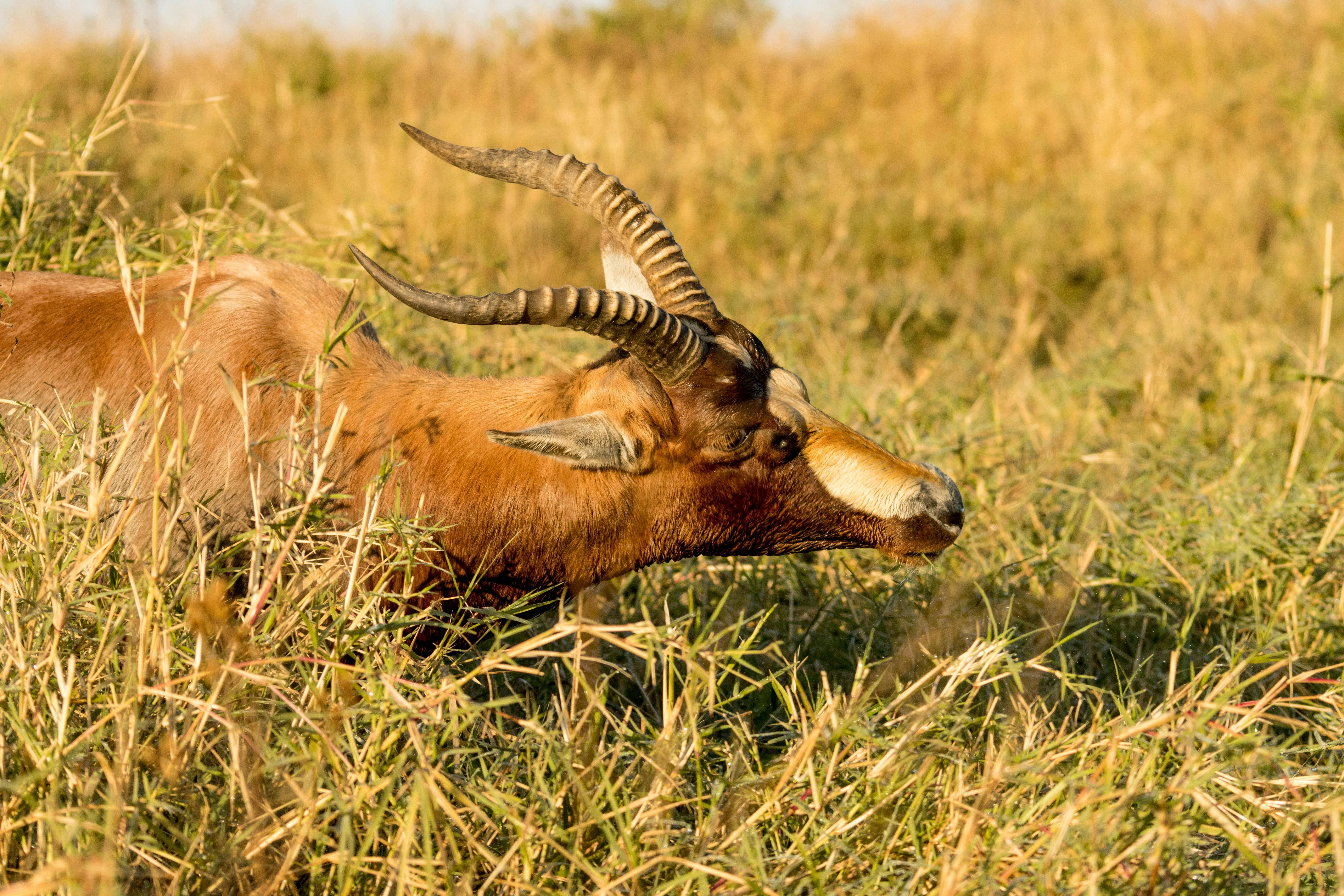 grátis Foto profissional grátis de África, animais, animal com chifres Foto profissional
