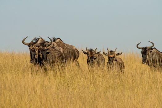 A group of wildebeests standing in tall grass under a clear sky, typical of the African savannah.