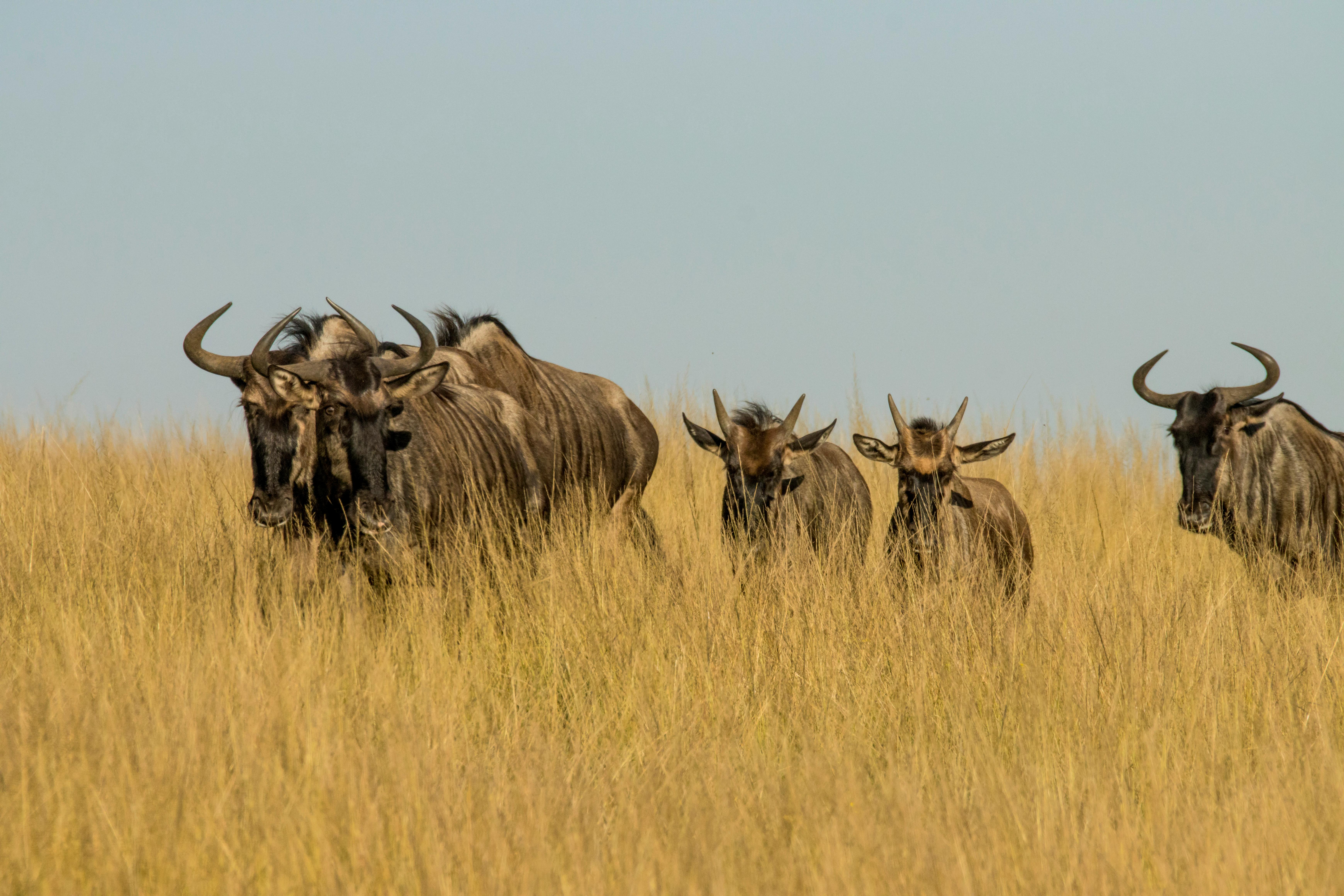 grátis Um grupo de gnus em pé na grama alta sob um céu claro, típico da savana africana. Foto profissional
