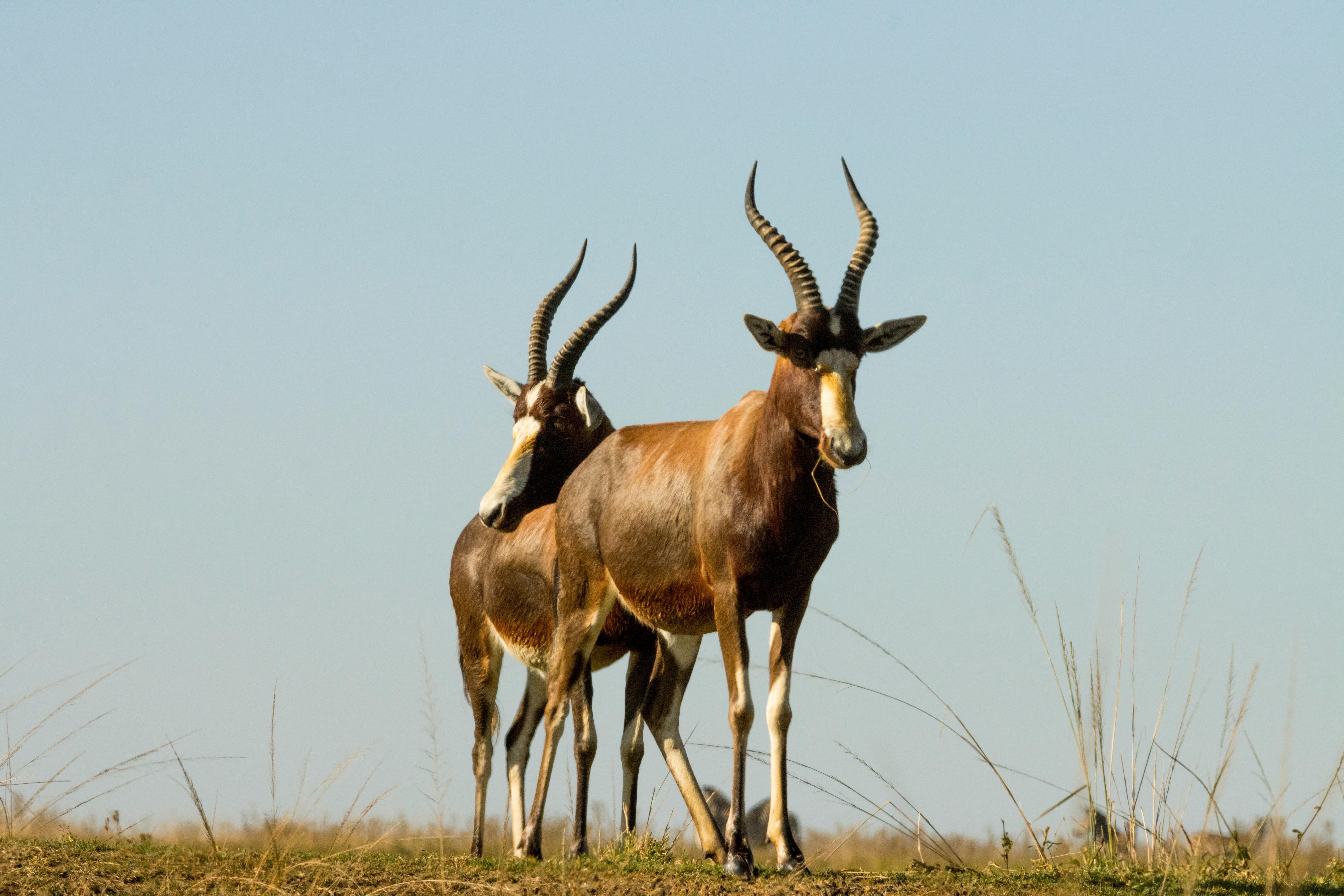 Gratuit Deux antilopes regardant dans une prairie ouverte, capturées lors d'une journée claire et ensoleillée. Photos