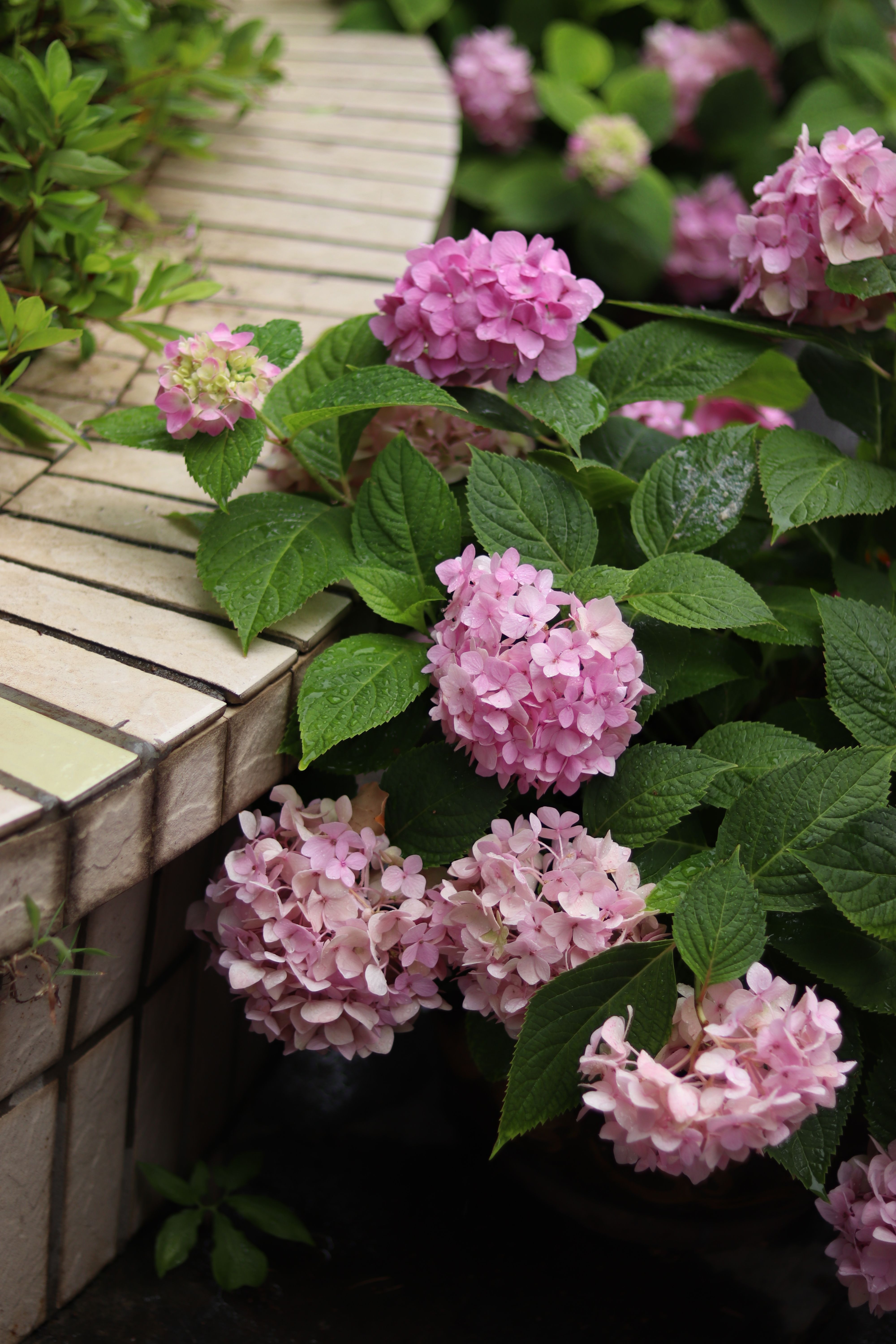 Close-up of Pink Hydrangeas in Bloom Outdoors · Free Stock Photo