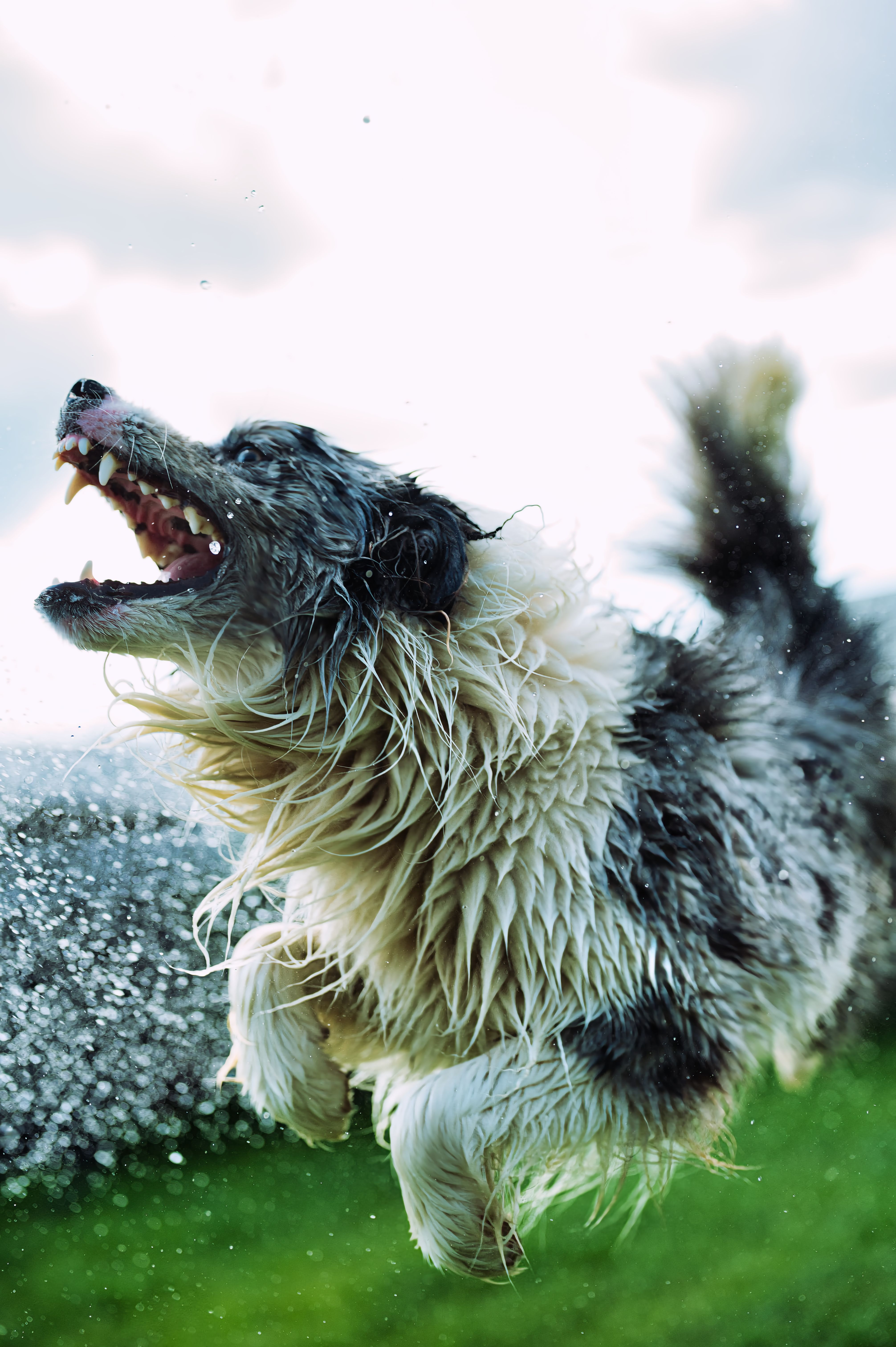 Dynamic shot of a wet Border Collie leaping in a grassy field, full of energy.