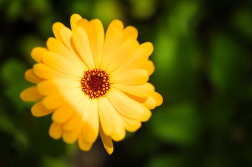 Free Bright yellow flower with rich center against blurred green background, showcasing intricate petals. Stock Photo