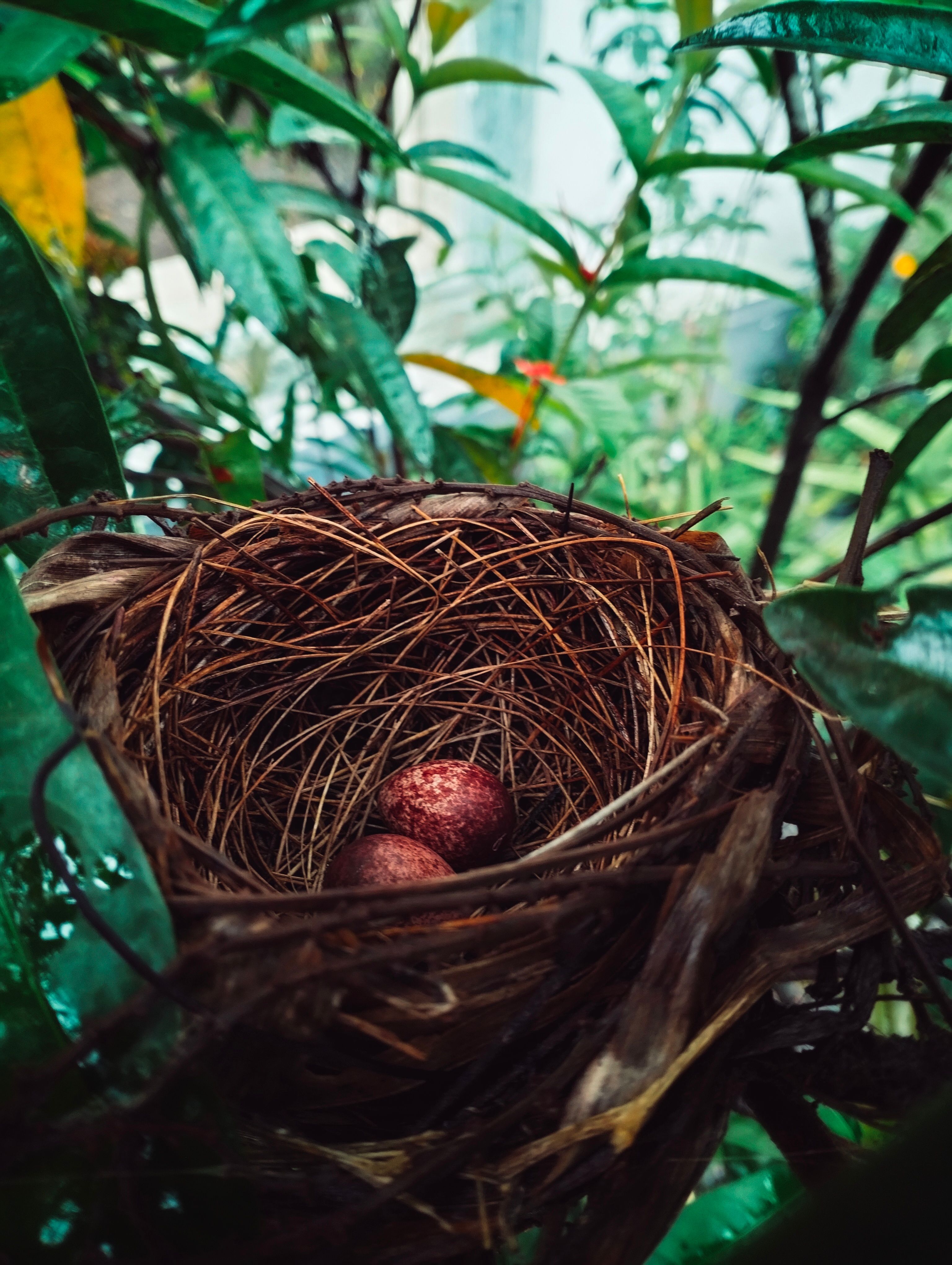 Vibrant Bird Nest with Eggs in Lush Foliage · Free Stock Photo