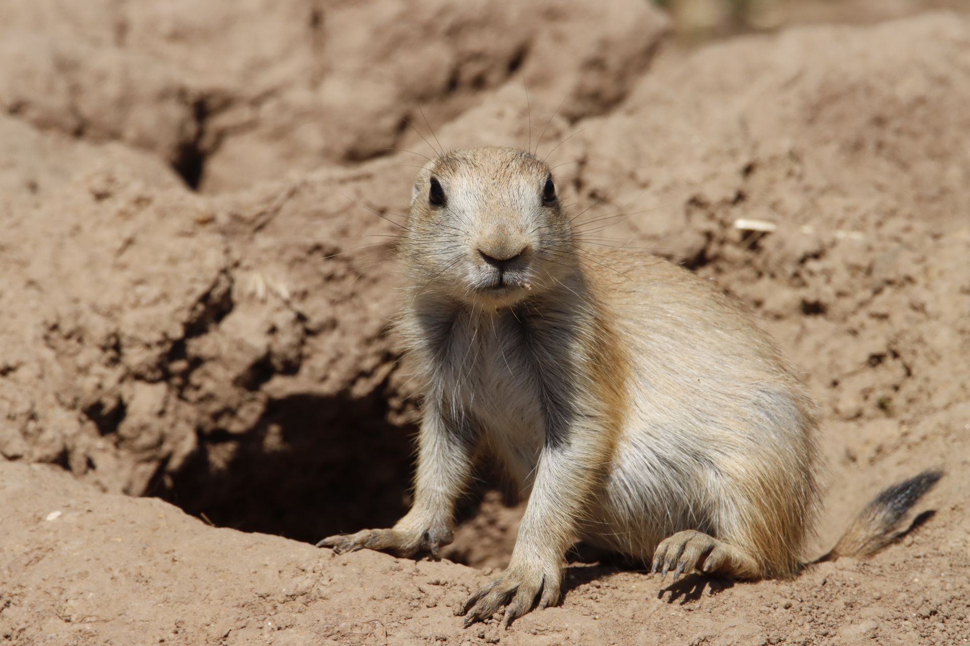 A curious prairie dog sits near its burrow in a sunlit, sandy landscape, showcasing its natural behavior.