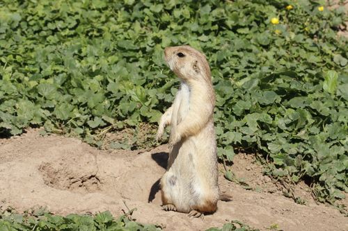 Free A prairie dog stands upright in a sunlit meadow, surrounded by green vegetation. Stock Photo